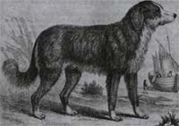 1790 illustration of Newfoundland Dog