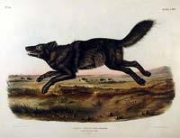 American Black Wolf
