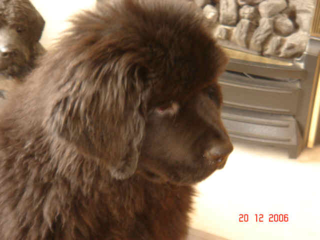 A Newfoundland puppy