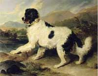 Sir Edwin Henry Landseer's painting of a Newfoundland Dog called Lion