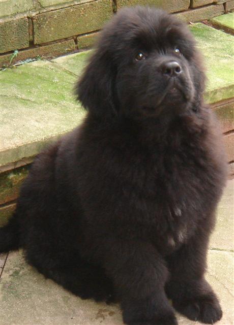 A Newfoundland puppy